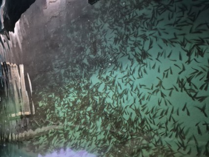 Cliquez pour agrandir l'image