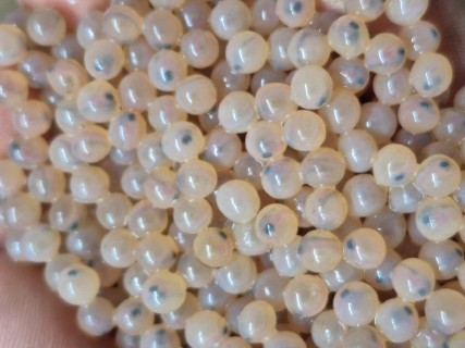 Cliquez pour agrandir l'image